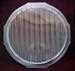 Model T Headlight lens, Ford script, H style
